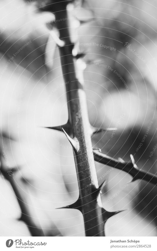 Thorns Macro Black & White Style Garden Spring Flower Rose Love Point Pierce Wound Close-up Thorny Spine Gardening Harm Risk of injury Black & white photo