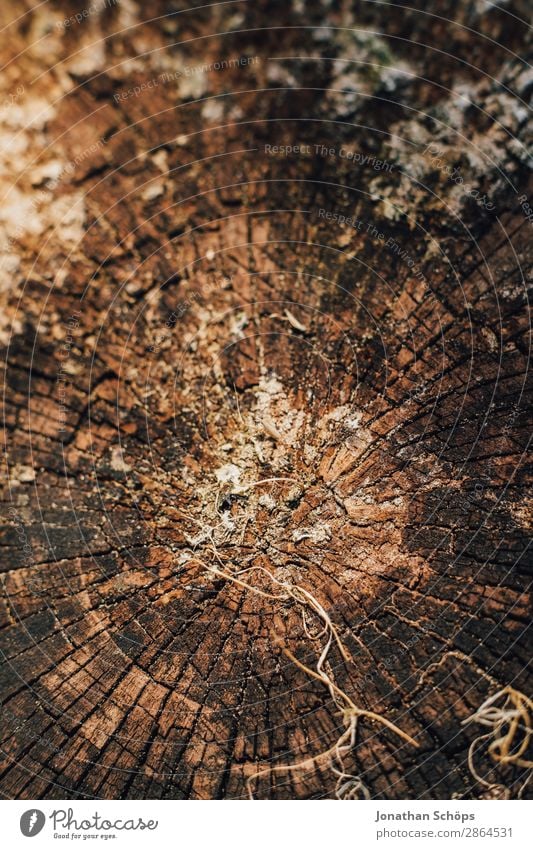 wood texture Garden Spring Tree Wood Brown Background picture Tree trunk Tree bark Structures and shapes Exterior shot Close-up Detail Macro (Extreme close-up)