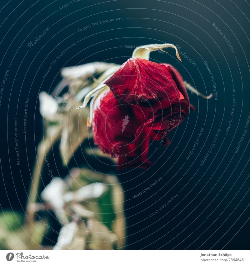 dried rose Drought Rose Old Love Broken Divide Transience water scarcity Dark background Dried Copy Space Shriveled Grief Lovesickness Goodbye Studio shot