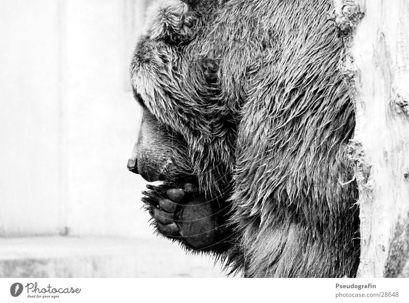 * Zoo Pelt Wild animal Claw Paw 1 Animal To hold on Looking Bear Black & white photo Exterior shot Detail Deserted Copy Space left Silhouette Profile