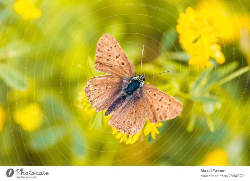 Brown Butterfly Beautiful Summer Nature Flower Meadow Natural Wild Black environmentally light Seasons spots spring wing Close-up Macro (Extreme close-up)