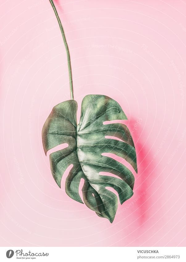 Tropical Monstera leaf on pink background Style Design Summer Nature Plant Leaf Foliage plant Oasis Decoration Hip & trendy Pink Background picture Blog