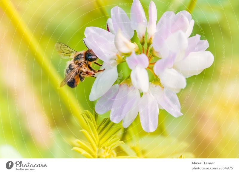 Bee and Clover Summer Nature Animal Flower Small Wet Wild Yellow Green Black Bumble bee bumble fly honey Insect Pollen pollinate Pollination Stamen wildlife