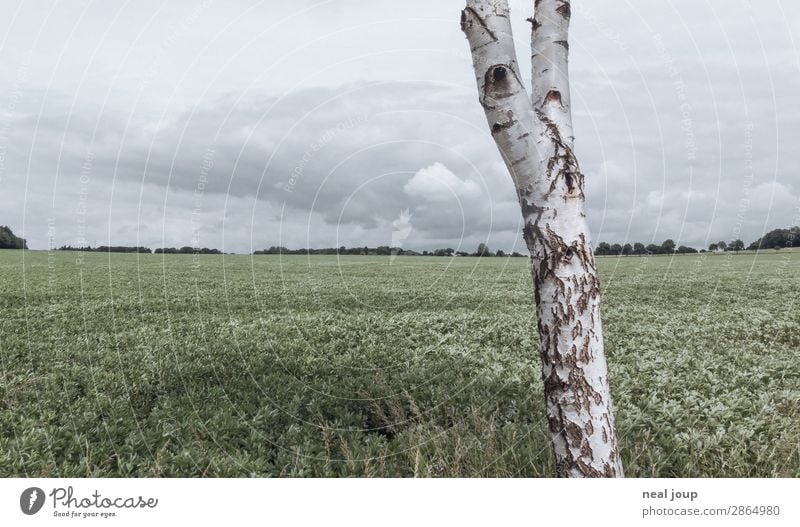 Northern Horizon Nature Landscape Clouds Spring Summer Bad weather Storm Gale Tree Birch tree Field Lower Saxony Hiking Threat Gray Green Calm