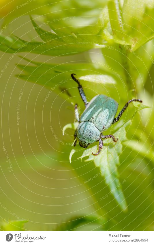 Hoplia Parvula on a Rhinanthus Flower Summer Nature Plant Animal Beetle Growth Bright Wild Yellow Green Europe Ukraine angustifolius argentea background