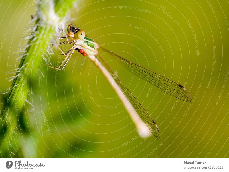 Lestes Barbarus Female Body Summer Nature Animal Flying Small Green Hydracarina Hydrachnellae Hydrachnidia Kiev Ukraine barbarus Bug close Damselfly Dragonfly