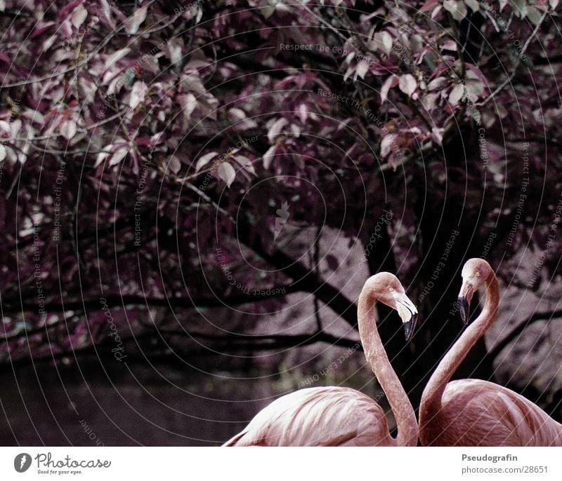 Open Heart Valentine's Day Zoo Animal Wild animal Flamingo 2 Pair of animals Love Thin Pink Infatuation Beak Colour photo Subdued colour Exterior shot