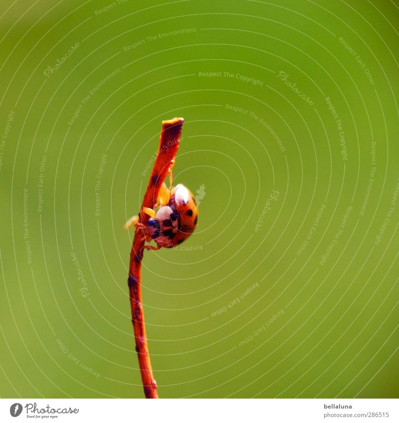 summit cross Nature Plant Animal Autumn Weather Beautiful weather Leaf Wild plant Garden Park Meadow Field Wild animal Beetle Animal face 1 Crawl Sit Green Red