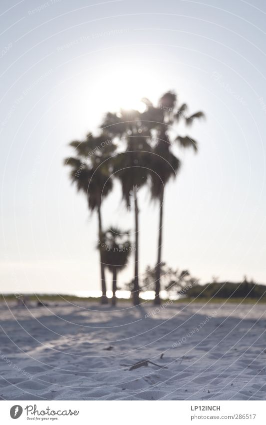 Sombrero Beach. III Vacation & Travel Tourism Far-off places Summer Summer vacation Ocean Environment Nature Landscape Animal Sand Sun Beautiful weather Tree