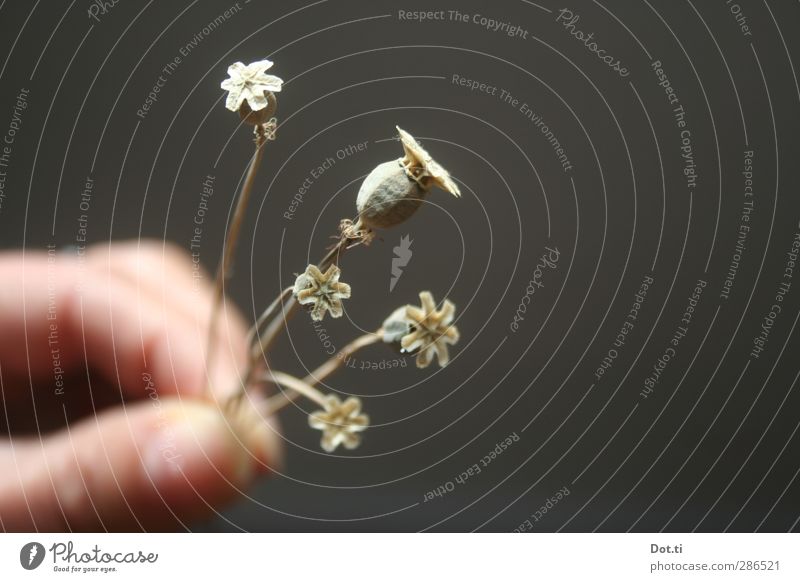 poppy day Hand Fingers Plant Bouquet Dry Poppy capsule Dried flower Small 5 Donate Retentive Stalk Colour photo Subdued colour Interior shot Close-up