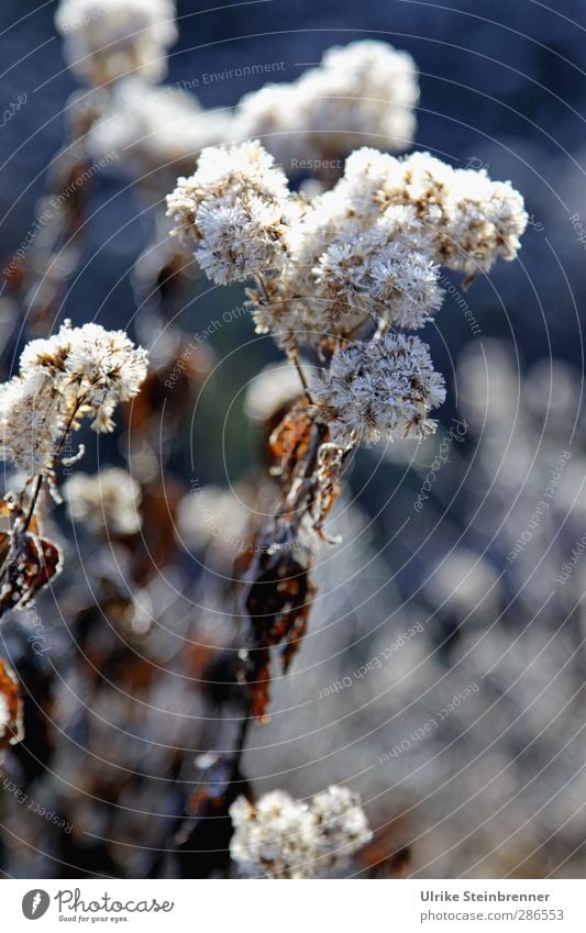 Icy forerunners Nature Plant Water Winter Weather Beautiful weather Ice Frost Flower Bushes Leaf Blossom Wild plant Meadow Forest Glittering Stand Illuminate