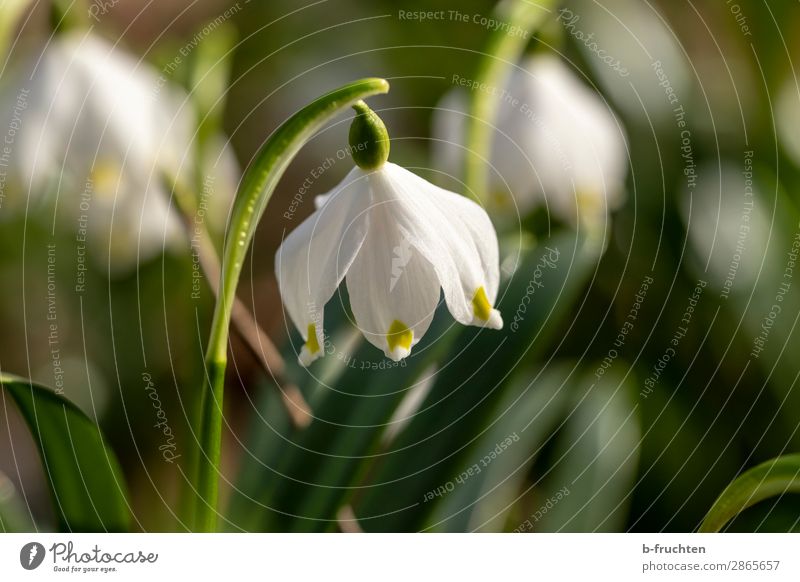 Spring Knot Flower Close-up Summer Nature Plant Observe To enjoy Looking Natural Green White knotweed Spring snowflake Beautiful New start Beginning Life