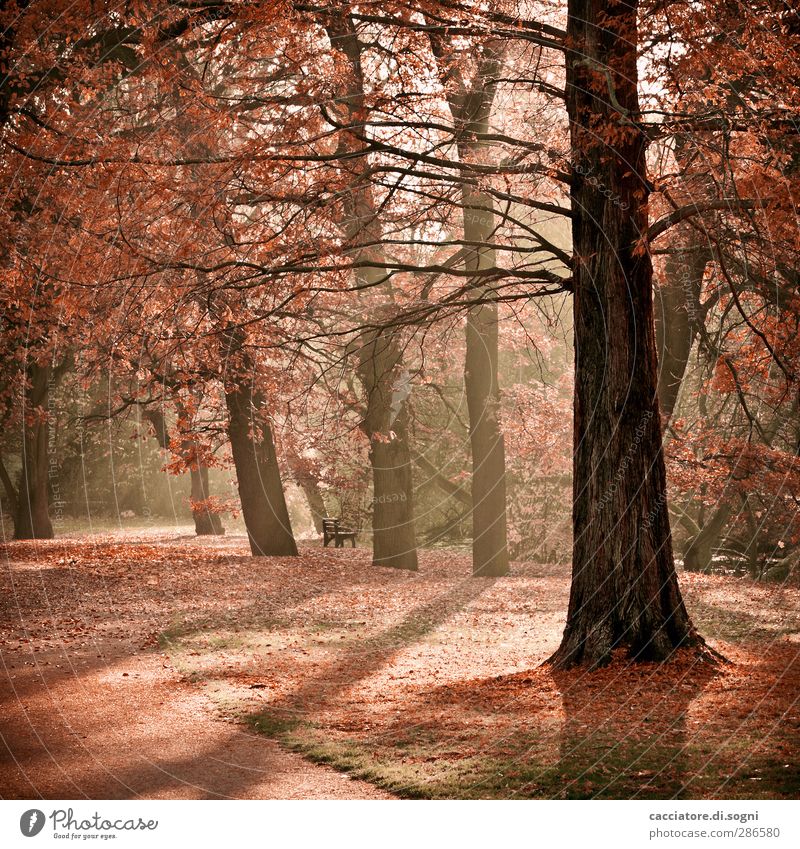 take a walk Landscape Plant Autumn Beautiful weather Tree Park Friendliness Warmth Orange Moody Romance Peaceful To console Serene Calm Modest Hope Dream