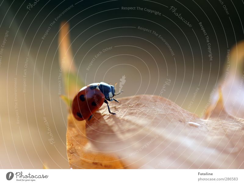 Luck on 6 legs Environment Nature Plant Animal Autumn Leaf Beetle 1 Free Bright Small Natural Brown Red Black Insect Crawl Autumn leaves Colour photo