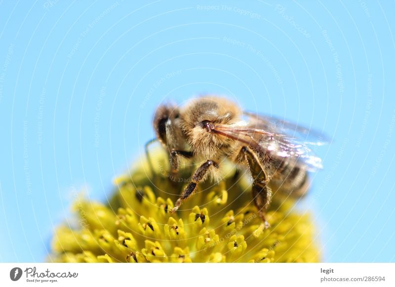 Honey bee on blossom Nature Plant Animal Sky Sun Summer Autumn Blossom Foliage plant Garden Field Wild animal Bee Wing 1 Success Exotic Infinity Good Bright