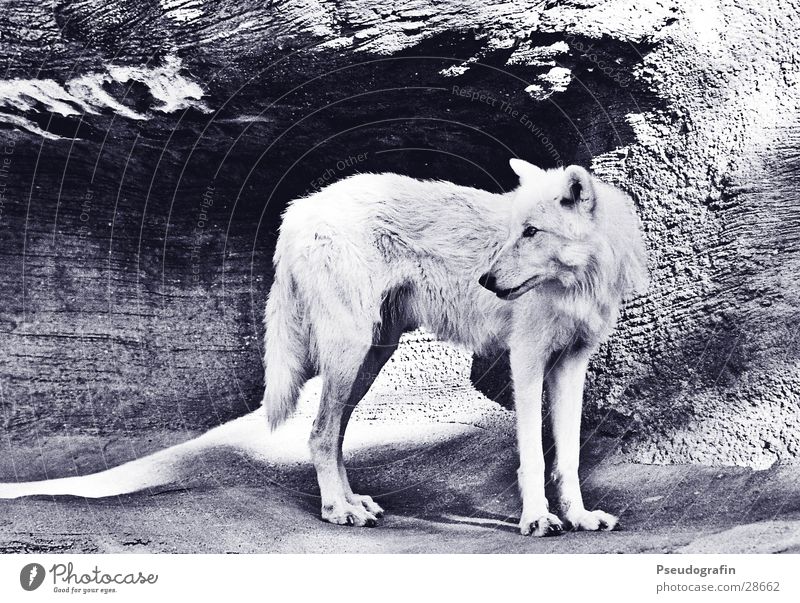 wolf Sun Zoo Rock Transport Animal Wild animal 1 Stone White Wolf Black & white photo Exterior shot Deserted Light Shadow Animal portrait Full-length Profile