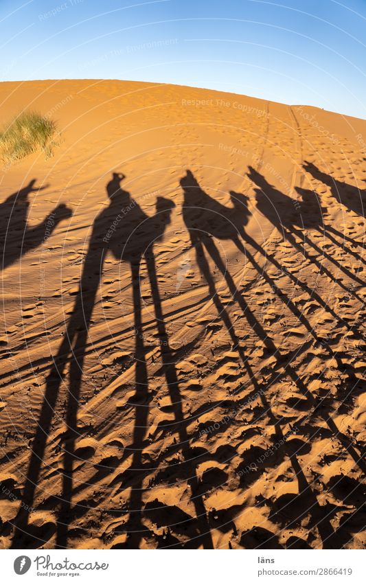 caravan Human being Life Group Environment Landscape Elements Sand Sky Climate Beautiful weather Desert Sahara Going Beginning Movement Uniqueness Ride Caravan