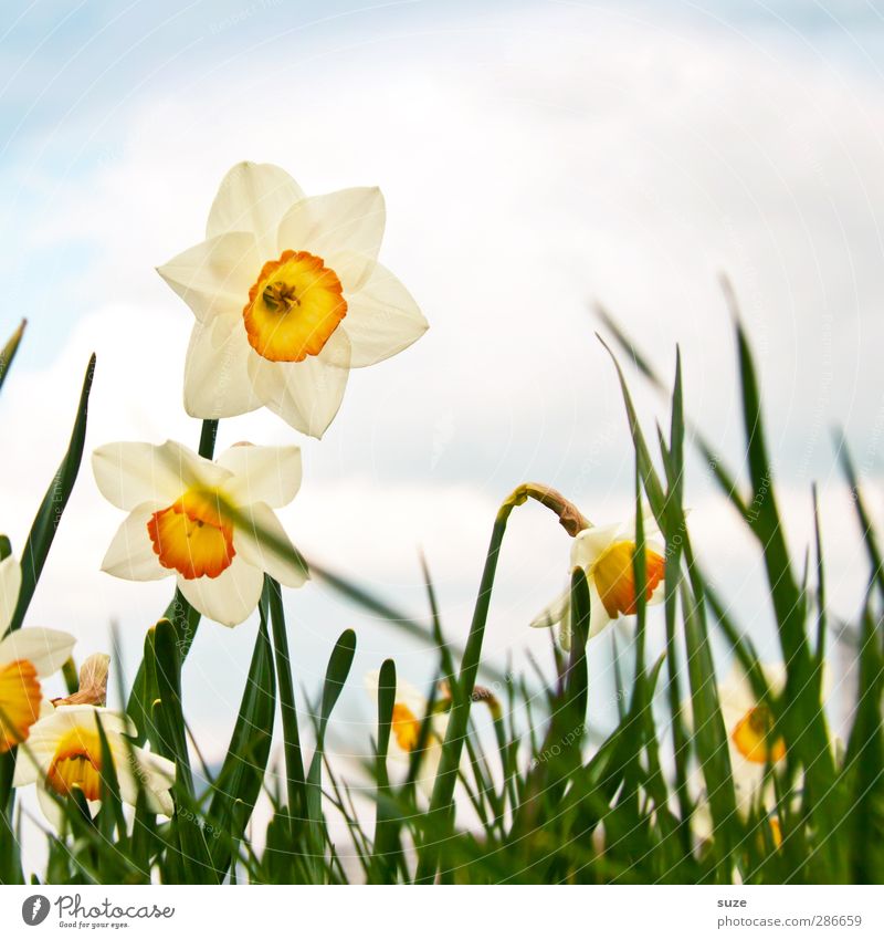 Imagine it would be spring ... Happy Environment Nature Air Sky Clouds Spring Beautiful weather Plant Flower Grass Blossom Fragrance Natural Happiness