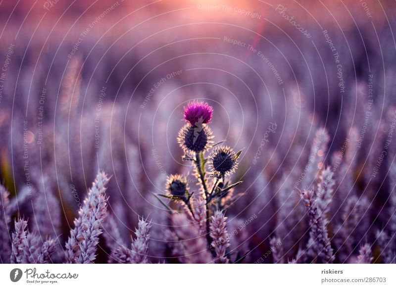 brave heart Environment Nature Landscape Plant Animal Sun Sunrise Sunset Sunlight Summer Beautiful weather Thistle Field Violet Pink Contentment