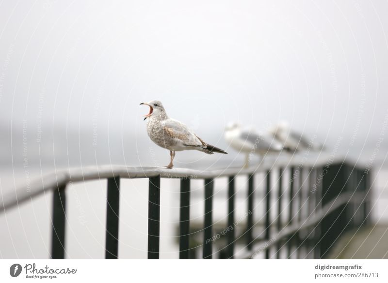 screaming seagull Animal Bird Group of animals Animal family Scream Aggression Crazy Brown Gray White Emotions Colour photo Exterior shot