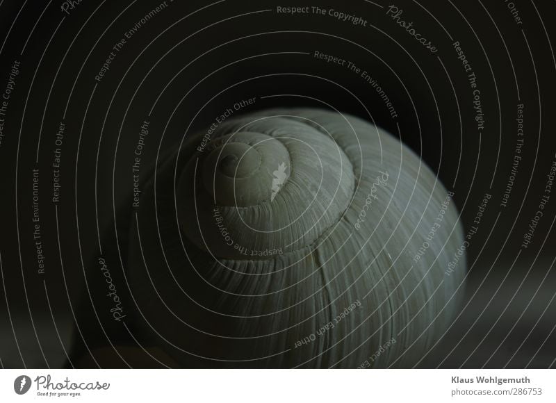 The abandoned house of an egg snail shows interesting structures in the grazing light. Detached house Crumpet 1 Animal Yellow Gray Black escargot