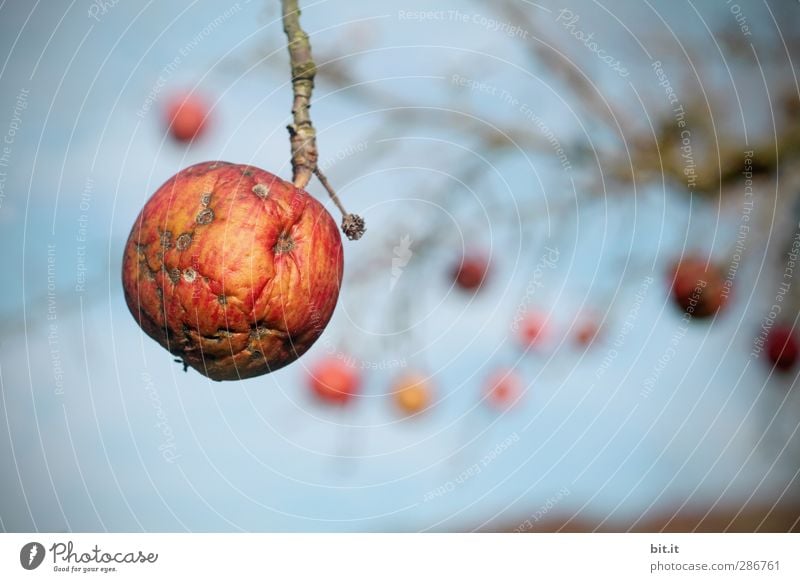 I want to sag - until next spring Nature Sky Cloudless sky Summer Autumn Beautiful weather Plant Agricultural crop Garden Meadow Field Hang Old Illness Blue Red