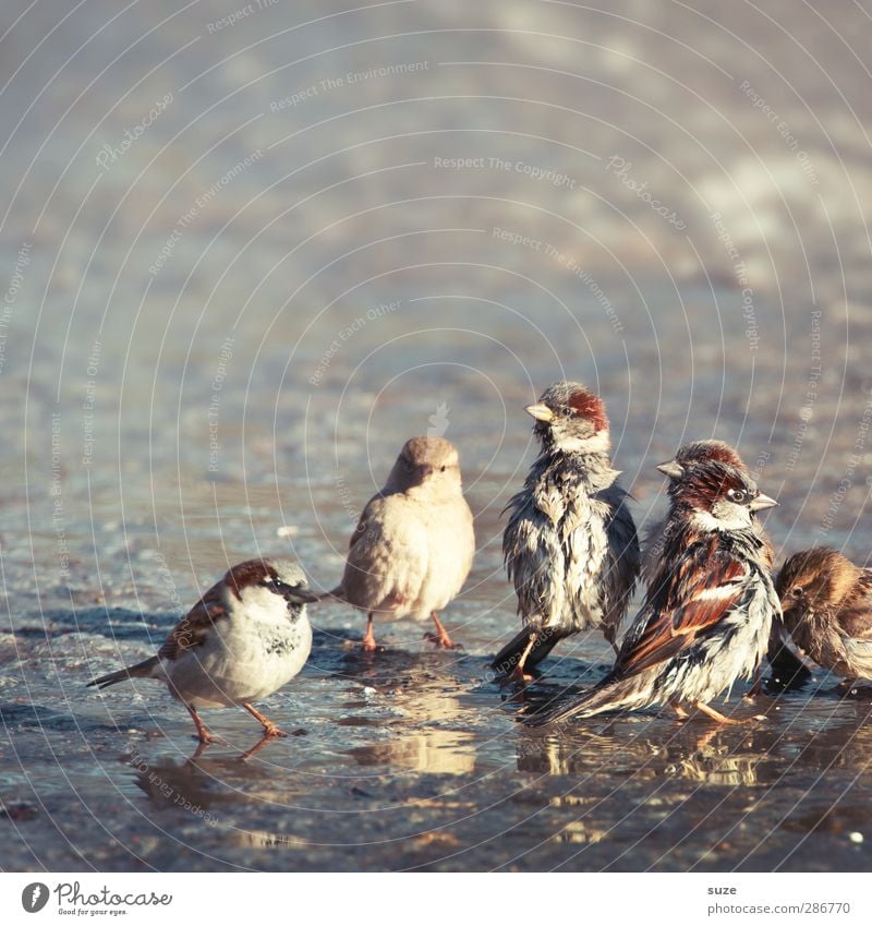 bunch of rascals Swimming & Bathing Playing Environment Nature Animal Autumn Beautiful weather Street Wild animal Bird Group of animals Authentic Dirty Brash