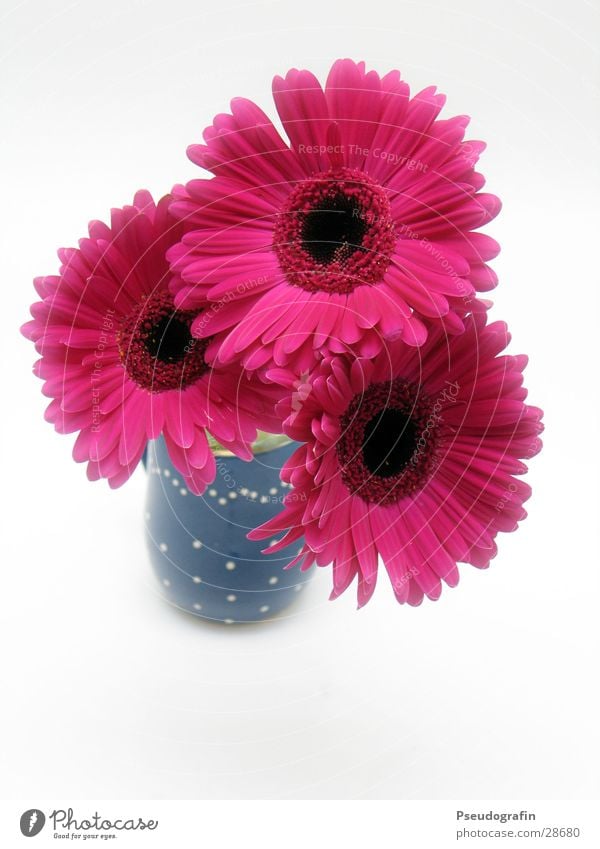 flower vase Valentine's Day Mother's Day Plant Summer Flower Bouquet Pink Red Vase Gerbera Colour photo Multicoloured Interior shot Deserted Neutral Background