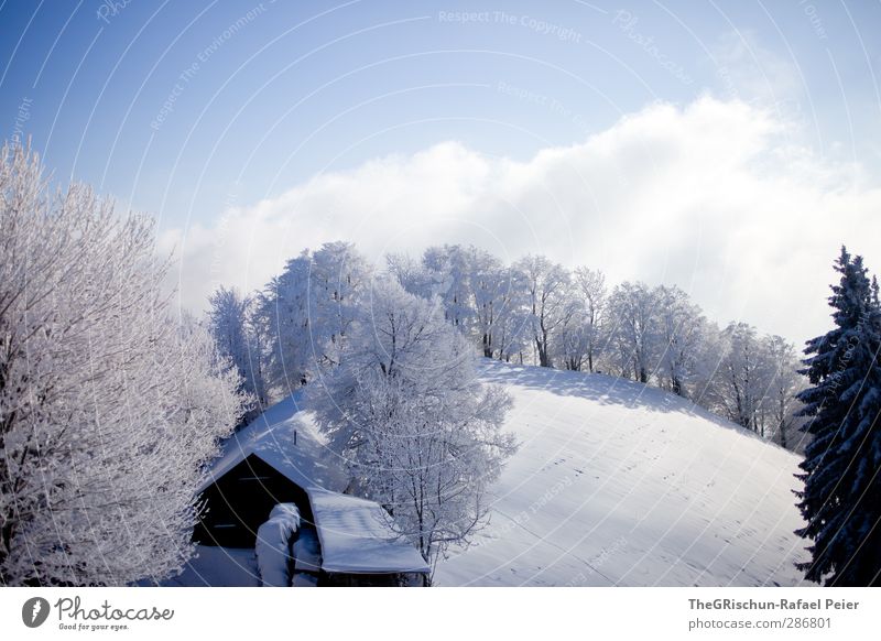 Christmas may come Environment Nature Landscape Sky Clouds Plant Tree Forest Hill Alps Esthetic Blue Black White Moody Happy Hut Shadow Bluish Snow Fir tree