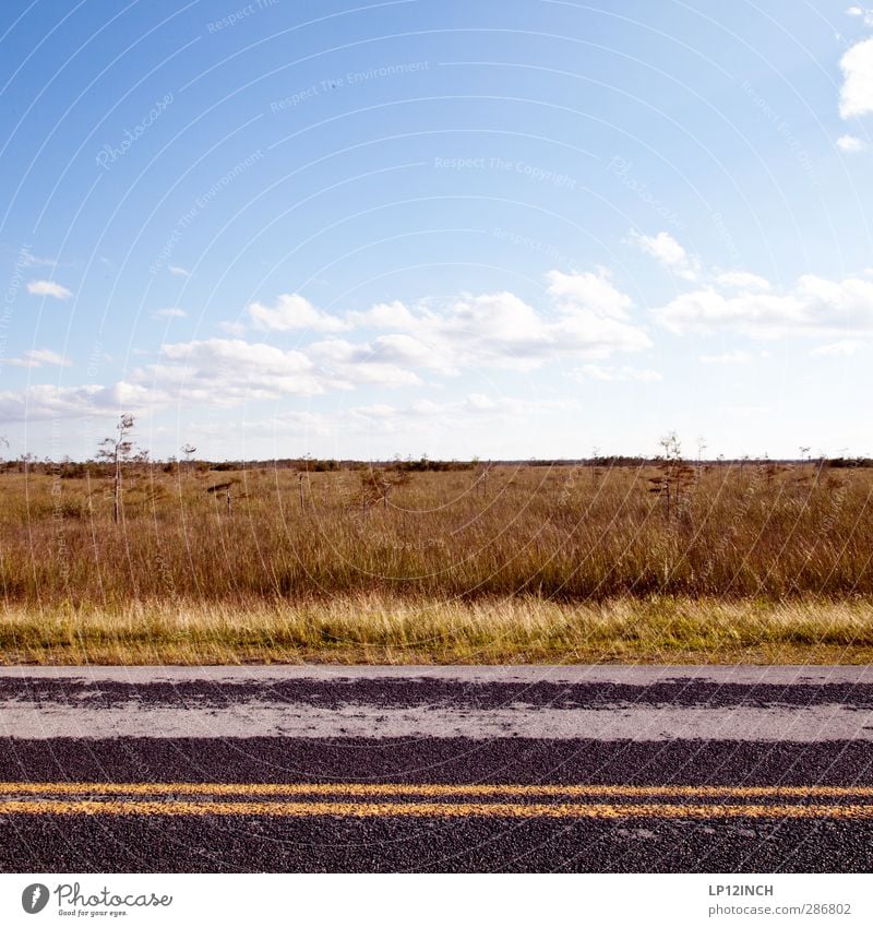 Everglades NP Road. XVII Vacation & Travel Tourism Trip Adventure Environment Nature Landscape Animal Beautiful weather Florida USA Tourist Attraction