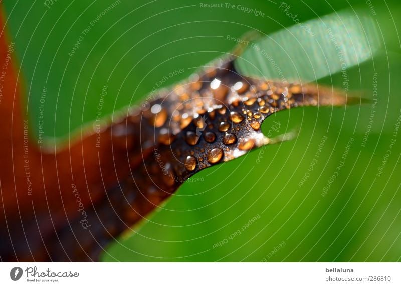 No ladybug! Environment Nature Plant Water Drops of water Sunlight Autumn Weather Beautiful weather Bad weather Rain Grass Leaf Garden Park Meadow Forest Wet