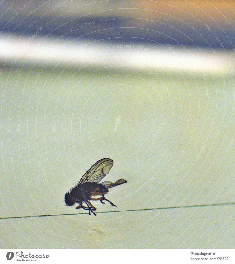 crash landing Fly Wing Death End Light table Insect Colour photo Subdued colour Macro (Extreme close-up) Deserted Shallow depth of field