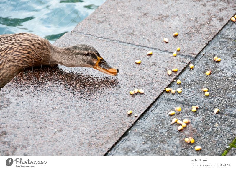 TURNAROUND. Animal 1 To feed Feeding Duck Duck birds Mallard Bird Maize Corn kernel Water Ground Concrete Neck Long-necked Beak Fear Corner Edge Stretching