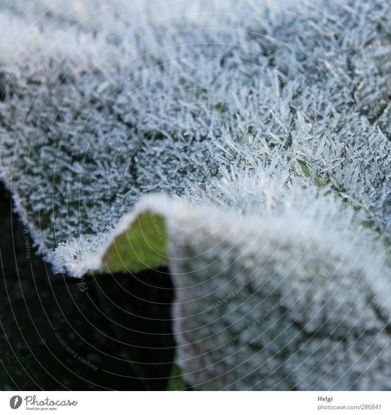 icy fur... Environment Nature Plant Autumn Ice Frost Leaf Freeze Glittering Lie Esthetic Authentic Exceptional Cold Small Natural Gray Green White Bizarre