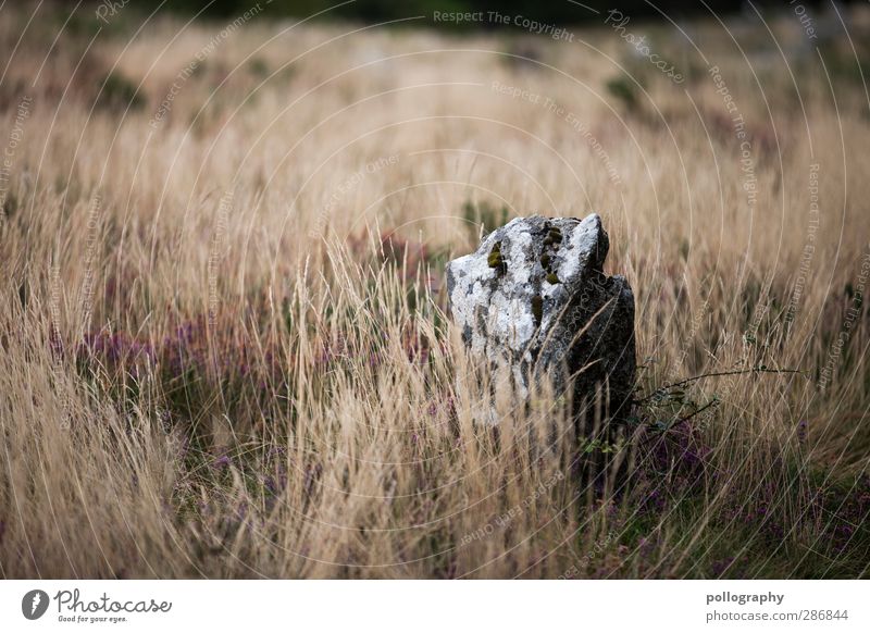 megalith Nature Landscape Plant Earth Grass Bushes Wild plant Meadow Field Stone Loneliness Uniqueness Megalith monument Megalithic culture Stone block