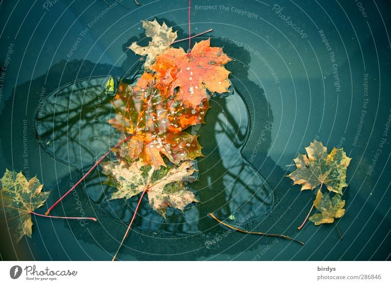 small autumn puddle Water Autumn Maple leaf Illuminate Faded Esthetic Exceptional Uniqueness Change Puddle Autumn leaves Autumnal Reflection Surface tension