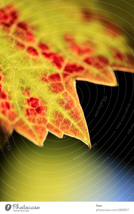 Bye autumn! Nature Plant Autumn Leaf Vine Rachis Point Yellow Red Colour photo Multicoloured Exterior shot Close-up Detail Macro (Extreme close-up) Deserted