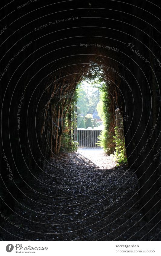 tunnel view on black friday. Adventure Garden Nature Earth Sunlight Summer Plant Bushes Foliage plant Park Lanes & trails Tunnel Dark Creepy Bright Green Black