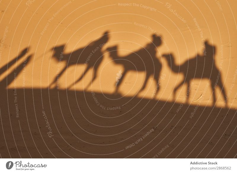 Shadow on sand of camels and people Camel Human being Desert Marrakesh Morocco Sand Landing Going Nature Vacation & Travel Africa Tourism Hot Caravan Adventure