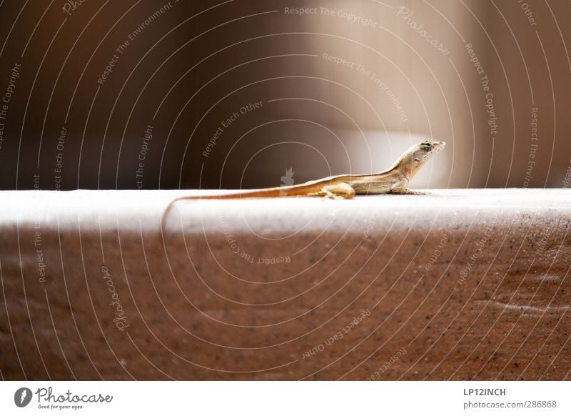 Lizard Jr. XXII Animal Wild animal Lizards 1 Observe Crawl Friendliness Fear Esthetic Elegant Survive Reptiles Love of animals Colour photo Exterior shot