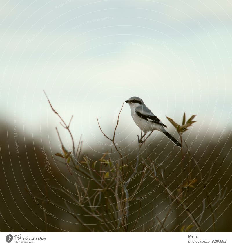 bird Environment Nature Animal Tree Bushes Branch Branchage Bird Great Grey Shrike Passerine bird 1 Crouch Sit Free Small Natural Cute Freedom Individual