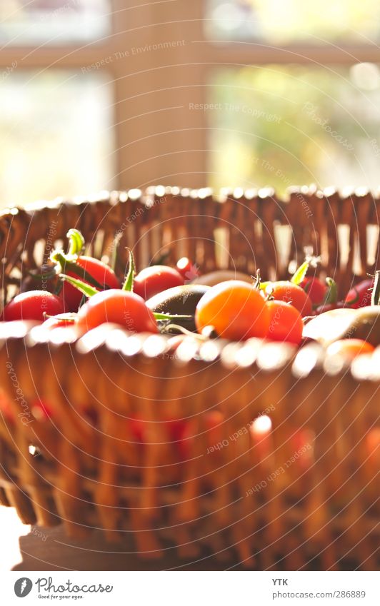 Tomato Harvest Food Vegetable Fruit Nutrition Eating Plant Summer Leaf Agricultural crop Shopping Healthy Eating Bush tomato Basket Vitamin-rich Pick Appetite