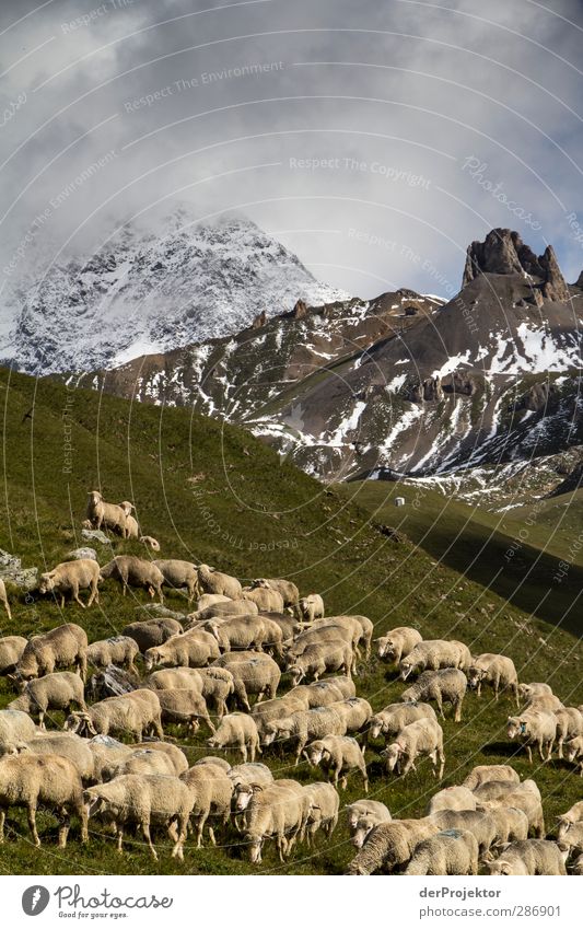 Flock of sheep in Savoi Alps Nature Landscape Plant Animal Clouds Summer Grass Field Rock Mountain Peak Snowcapped peak Farm animal Pelt Herd Old Simple Tall