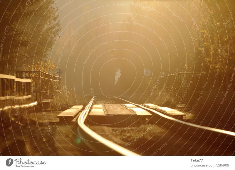 Autumn Gold Fog Track Environment Nature Landscape Sun Winter Beautiful weather Forest Transport Traffic infrastructure Passenger traffic Logistics