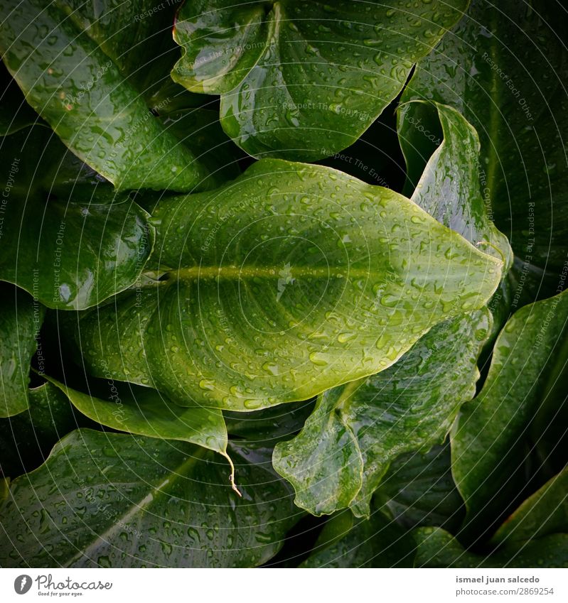 green plant leaves texture Plant Leaf Drop Rain Glittering Bright Green Garden Floral Nature Abstract Consistency Fresh Exterior shot background