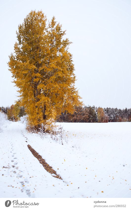 fire on ice Environment Nature Landscape Sky Autumn Winter Climate Climate change Ice Frost Snow Tree Meadow Forest Esthetic Loneliness Uniqueness Idyll Cold