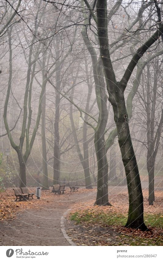 park Environment Nature Landscape Tree Park Blue Brown Gray Berlin Prenzlauer Berg Lanes & trails Park bench Fog Colour photo Exterior shot Deserted