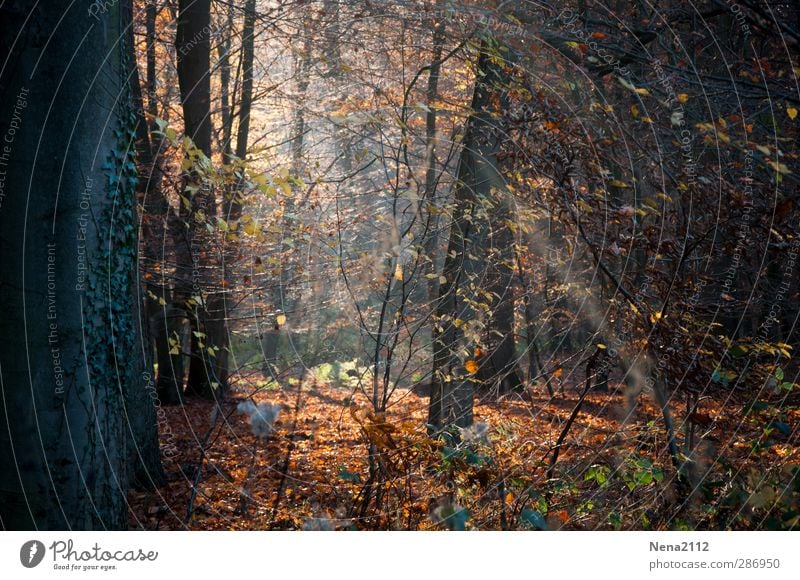 Wild Forest Environment Nature Landscape Plant Earth Autumn Beautiful weather Tree Bushes Moss Ivy Leaf Authentic Threat Fantastic Natural Brown Orange Untidy