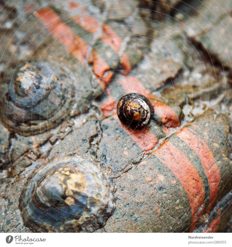 When's the tide coming? Seafood Vacation & Travel Ocean Nature Water Rock Coast Animal Mussel 3 Stone Line Stripe Wet Natural Wanderlust Bizarre Uniqueness Pure