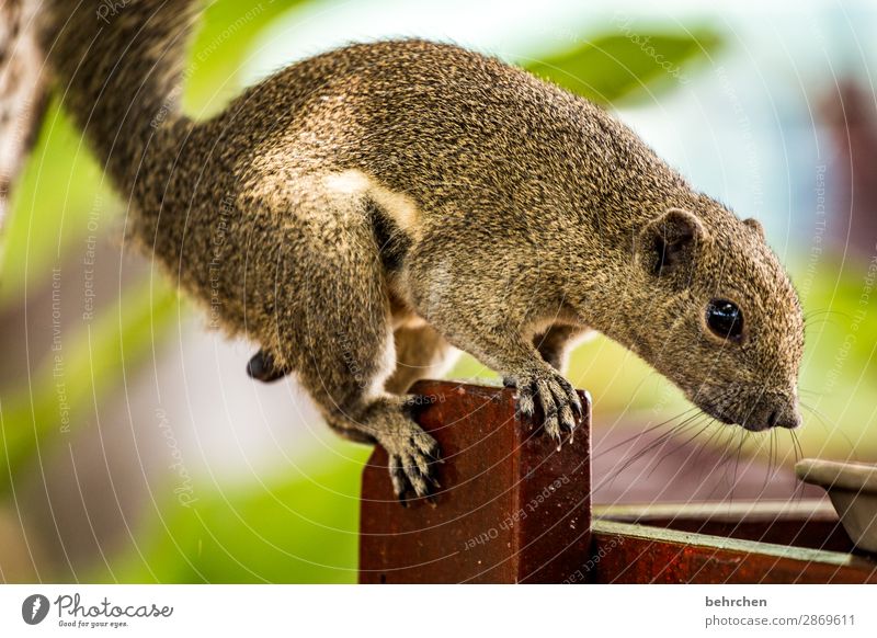 breakfast time Animal portrait blurriness Sunlight Contrast Light Day Deserted Detail Close-up Exterior shot Colour photo Wanderlust Plate Table Appetite Malaya